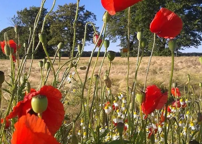 Seestern Im Haus Sonnensegler 公寓 *